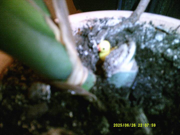 spiril-mode/20250626220759_00