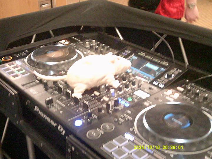 halloweenfest/20241010203901_00